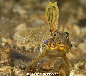 Happy Dragonet, out flirting with the girls... by Suzan Meldonian 